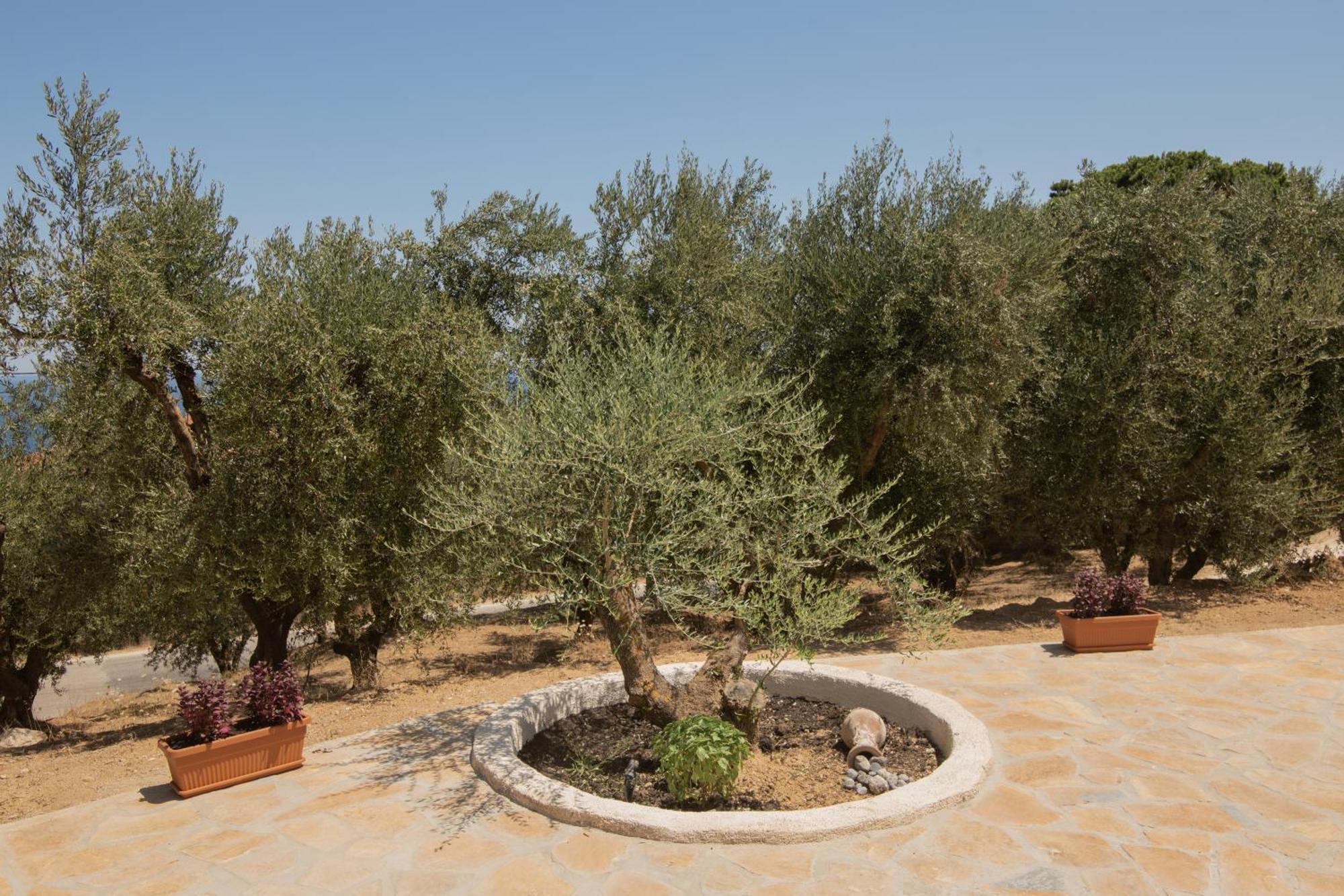 Cossoro Villas Zakynthos Xirokástellon Cameră foto